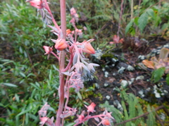 Echeveria gibbiflora