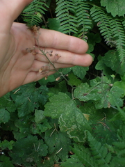 Phytomyza tiarellae