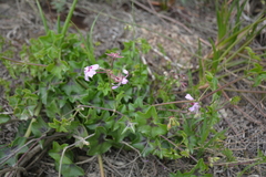 Pelargonium peltatum