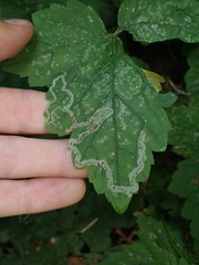Phytomyza tiarellae