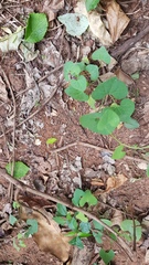 Aristolochia littoralis
