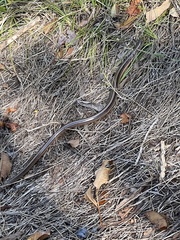 Ophisaurus attenuatus