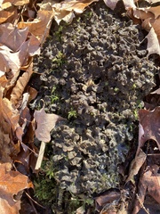 Peltigera evansiana