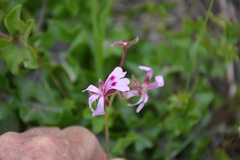 Pelargonium peltatum