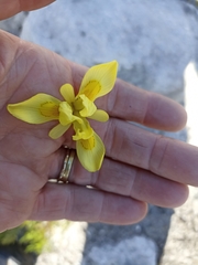 Moraea neglecta