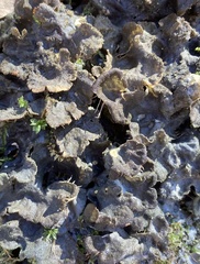 Peltigera evansiana