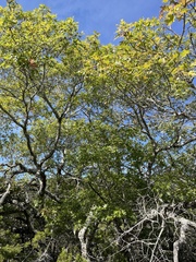 Quercus buckleyi