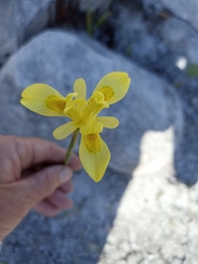 Moraea neglecta