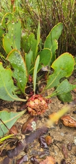 Protea acaulos
