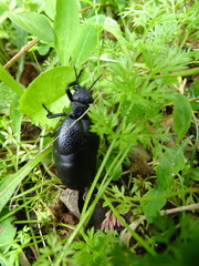 Meloe tuccius