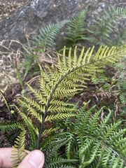 Pityrogramma austroamericana