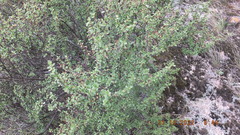 Myrothamnus flabellifolius