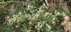 Angiospermae