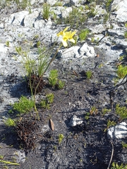 Moraea neglecta