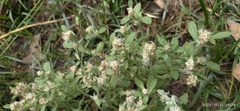 Angiospermae