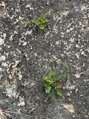 Pityrogramma austroamericana