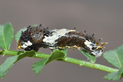 Papilio demodocus demodocus