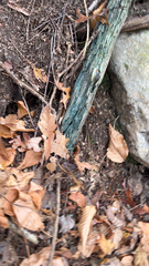 Chlorociboria aeruginascens