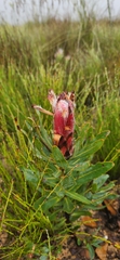 Protea neriifolia