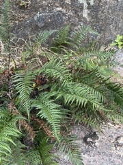 Pityrogramma austroamericana