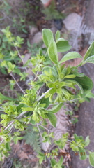 Vangueria macrocalyx