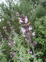 Salvia fruticosa
