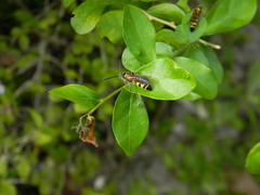 Dielis trifasciata