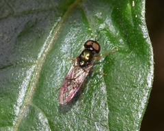Chloromyia