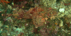 Scorpaenopsis oxycephalus