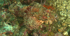 Scorpaenopsis oxycephalus