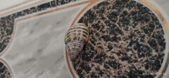 Drymaeus poecilus
