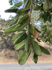 Quercus durata