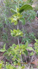Vangueria macrocalyx