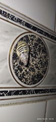 Drymaeus poecilus