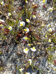 Utricularia bisquamata