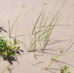 Ammophila breviligulata