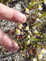 Utricularia bisquamata