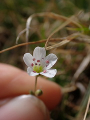 Caryophyllaceae