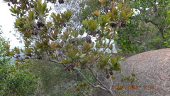 Combretum moggii