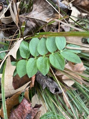 Polemonium reptans