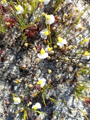 Utricularia bisquamata