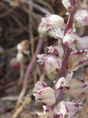 Lachenalia contaminata