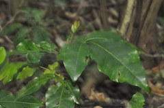 Dysoxylum spectabile