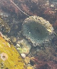 Anthopleura sola
