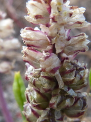 Lachenalia contaminata