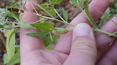 Neolasioptera perfoliata