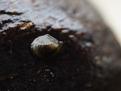 Ancylus fluviatilis
