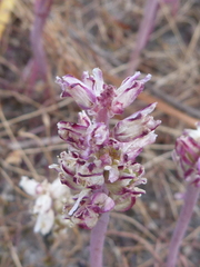 Lachenalia contaminata