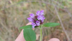 Prunella vulgaris vulgaris