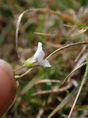 Caryophyllaceae
